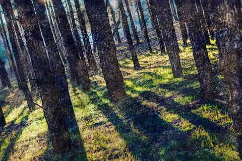 Bright sunlight among the trunks of trees. Stock Photos