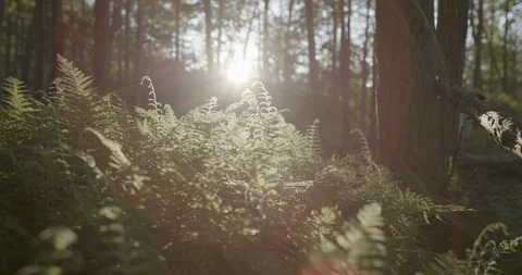 Bright sunlight and broken tree trunk fallen in the forest Stock Footage 145279251