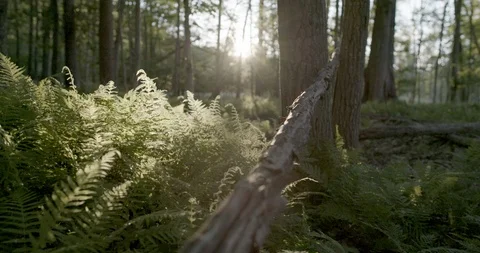 Bright sunlight and broken tree trunk fallen in the forest Stock Footage 145279318