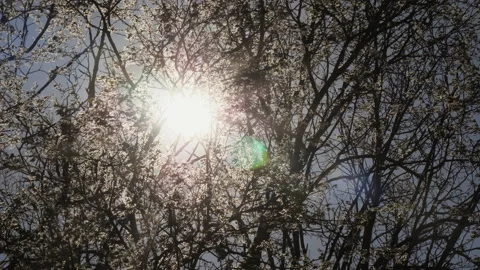 Bright sunlight and rays of the sun through the branches of trees Stock Footage 153979760