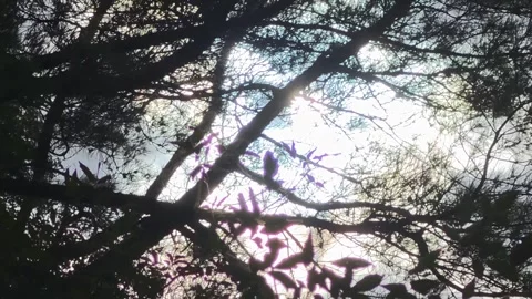 Bright Sunlight and Sun Flare Through Backlit Pine Branches Video stock 344863726