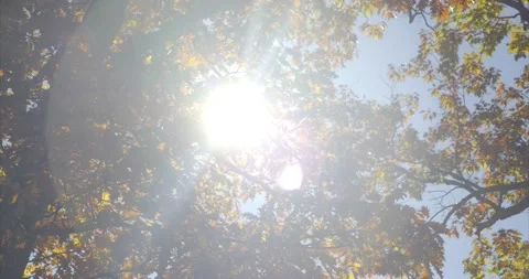 Bright sunlight beam shining through nature forest foliage leaves. 4K Stock-Footage 165172588