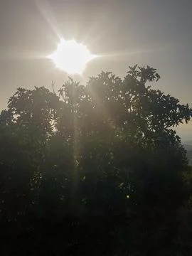 Bright sunlight behind the tree Stock Photos