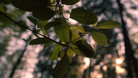 Bright sunlight breaking through the beautiful foliage Video stock 197047206