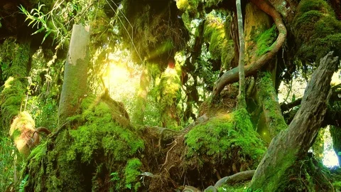 Bright sunlight breaking through dense thicket of exotic plants. Mossy forest Stock Footage 74963725
