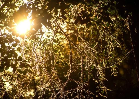 Bright sunlight breaks through the branches of the trees. Poplar fluff in t.. Fotos de archivo