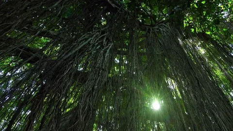 Bright sunlight breaks through lianas hanging from tall exotic tree in tropics Stock Footage 75014500