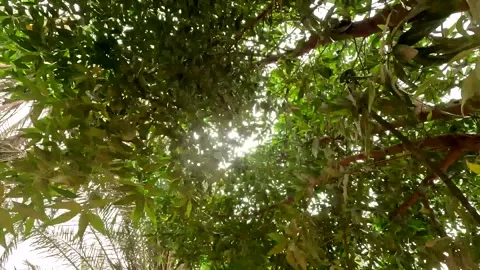 Bright sunlight bursting through a dense canopy of green mango tree leaves. Vidéo 341692946