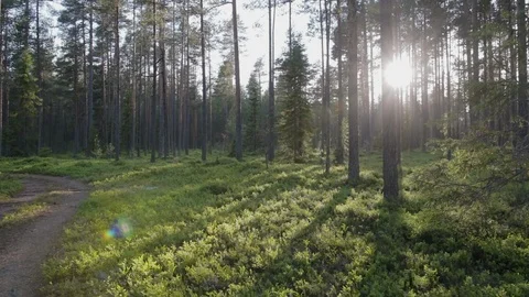 Bright sunlight in a dense coniferous forest with blueberry plants on a warm Vídeo Stock 121056353