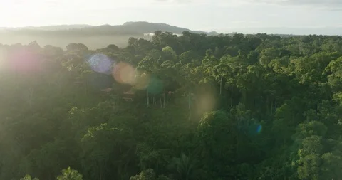 Bright sunlight falling on green dense forest Stock Footage 96470106