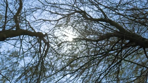 Bright Sunlight Filtering Through Branches of Trees Under Clear Blue Sky Stock Footage 302525333