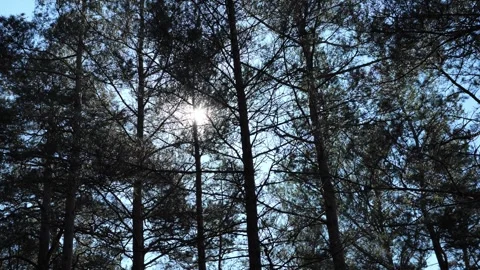 Bright sunlight filtering through dense pine branches, casting dramatic Stock Footage 306924709