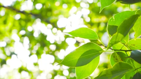 Bright sunlight filtering through fresh green spring leaves in a forest Stock Footage 342001940