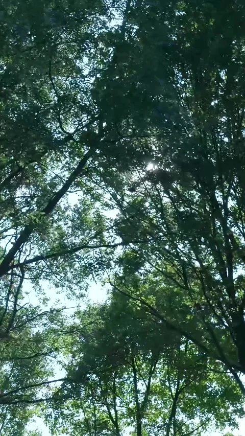 Bright sunlight filtering through green forest leaves Stock Footage 327108635