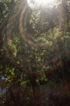 Bright sunlight filtering through green summer leaves with lens flare effect Stock Photos