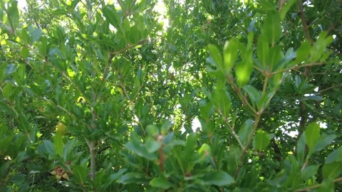 Bright sunlight filtering through the leaves of a huge pomegranate tree. Stock Footage 219971386