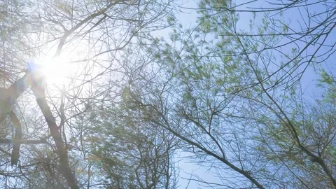 Bright Sunlight Filtering Through Lush Green Leaves Against Clear Sky Stock Footage 302525425