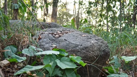 	 Bright sunlight filtering through lush forest foliage highlights the natural h Stock Footage 330585133