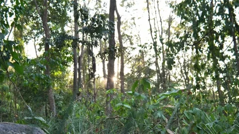 	 Bright sunlight filtering through lush forest foliage highlights the natural h Stock Footage 330585142