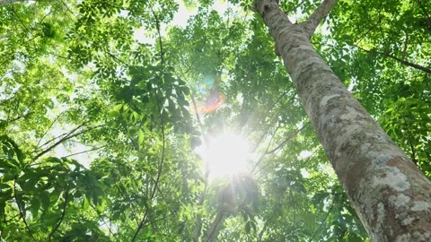 	 Bright sunlight filtering through lush forest foliage highlights the natural h Stock Footage 330585214