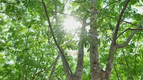 	 Bright sunlight filtering through lush forest foliage highlights the natural h Stock Footage 330585238