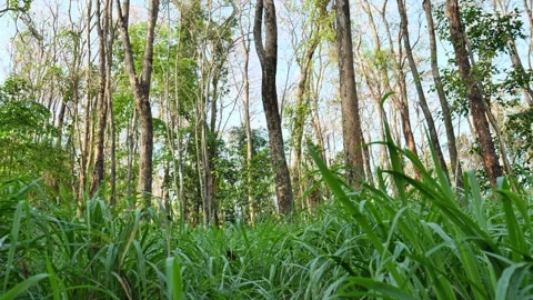 	 Bright sunlight filtering through lush forest foliage highlights the natural h Stock Footage 330585286
