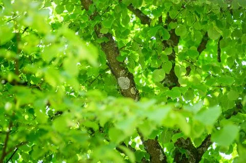 Bright sunlight filtering through lush green leaves and textured tree branche Fotos de archivo