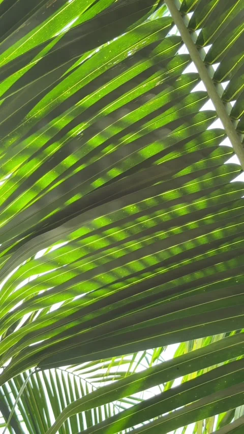Bright sunlight filters through coconut palm leaves forming translucent green Stock Footage 332723985