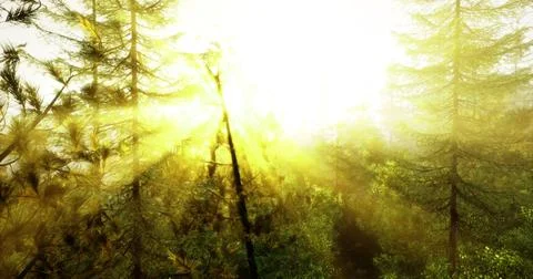 Bright sunlight filters through pine trees in a serene forest landscape Stock Illustration