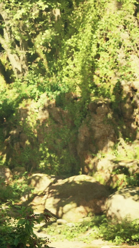 Bright sunlight filters through trees in a forest area near a rocky path Stock Footage 339418357