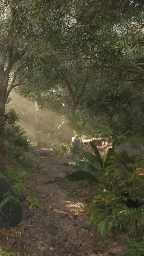 Bright sunlight filters through trees in a forest path during daytime Stock Footage 339778911