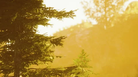 Bright sunlight filters through trees in a forest during late afternoon hours Stock Footage 345057506