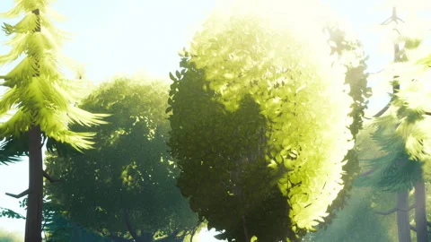 Bright sunlight filters through trees in a forest during the day Stock Footage 345060998