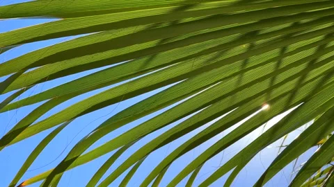 Bright sunlight flares through the long, linear fronds of a palm leaf Stock Footage 319504190