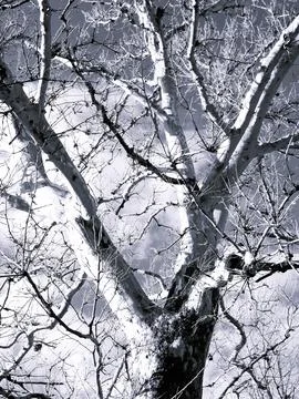 Bright Sunlight Illuminates Light Colored Leafless Tree in Winter Stock Photos