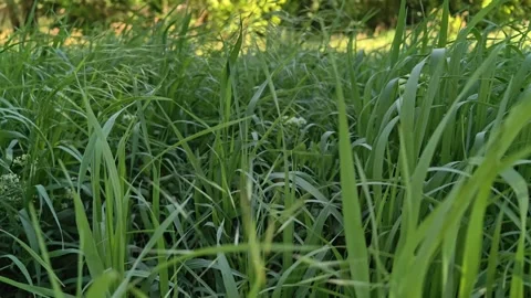 Bright Sunlight Illuminates Lush Blades Of Grass Undulating In Soft Breeze With Stock-Footage 334629232