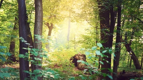 Bright sunlight makes its way through thick branches with green foliage, a Stock-Footage 96004224