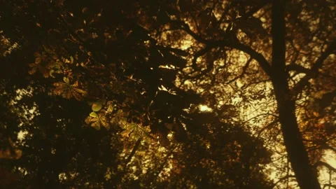 Bright sunlight or rays of sun, sunbeam breaks through dark leaves of chestnut Stock Footage 165574958
