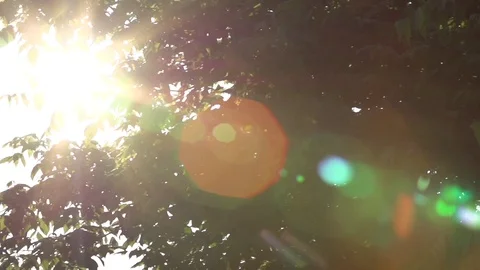 Bright sunlight passing through green trees Stock Footage 71558523
