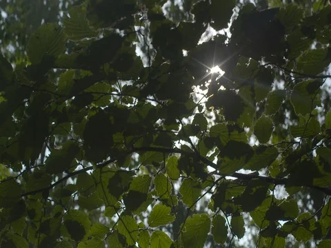 Bright sunlight passing through green tree leaves Stock Footage 73687054