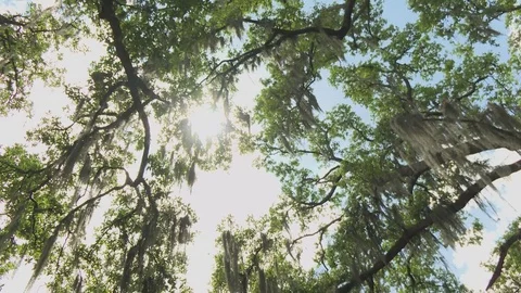 Bright sunlight passing through green tree branches Stock Footage 84509783