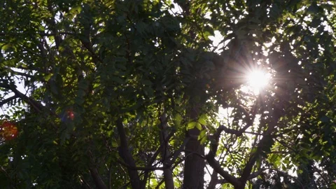 Bright sunlight passing through green tree leaves Stock Footage 103417390