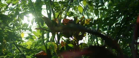 Bright sunlight passing through green tree tops Stock Footage 111963761
