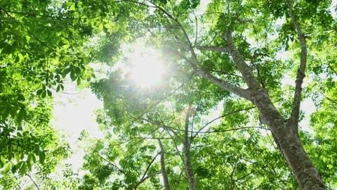Bright sunlight passing through green tree leaves in summer, creating a refreshi Stockbeeldmateriaal 347794691