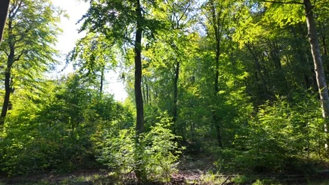 Bright Sunlight Penetrating Through Tree Canopy with Rich Green Leaves Video stock 288087648