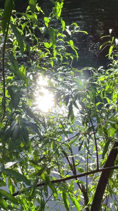 Bright sunlight reflects off the water's surface through the leaves of the trees Stock Footage 342053545