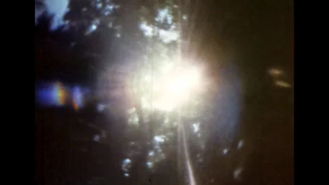 Bright sunlight shine through green leaves, tree trunks in summer forest Stock Footage 260618334