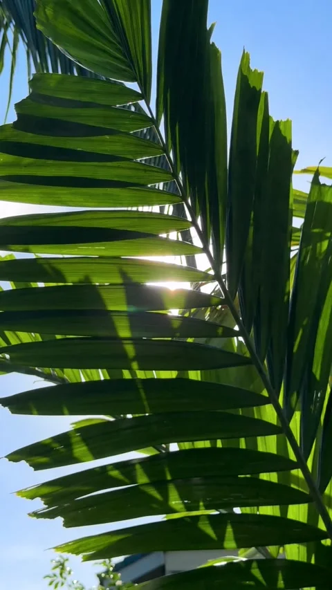 Bright sunlight shines directly through overlapping green palm fronds, creating Vídeos de archivo 345888674