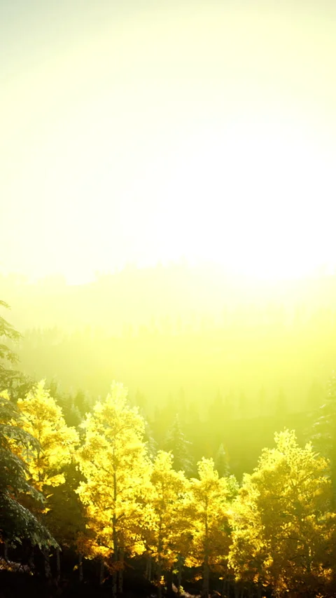 Bright sunlight shines on golden trees in a forest during morning time Stock Footage 346758736