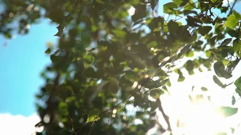 Bright sunlight shines through the leaves of the tree. Blue sky on background Stock Footage 123712625